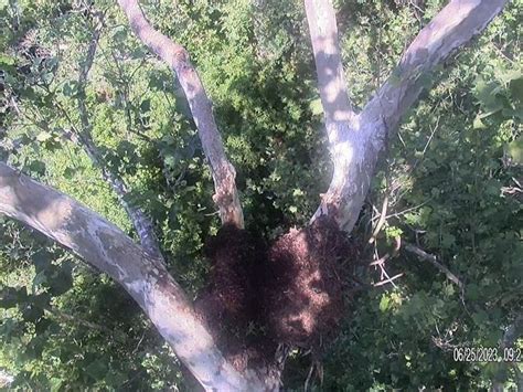 Bald Eagle Nest Collapses At Duke Farms: Will The Birds Rebuild? | Hillsborough, NJ Patch