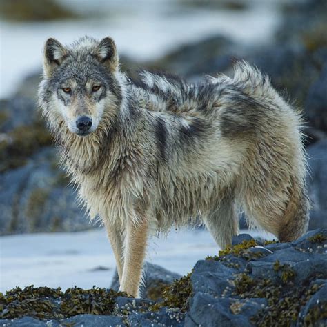 a wolf standing on some rocks in the snow