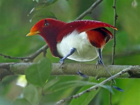 King Bird-of-Paradise - eBird