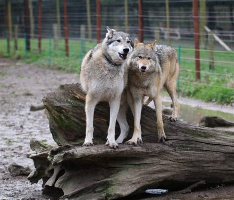 Themeparkzoo - Hoo zoo & Dinosaur World in England