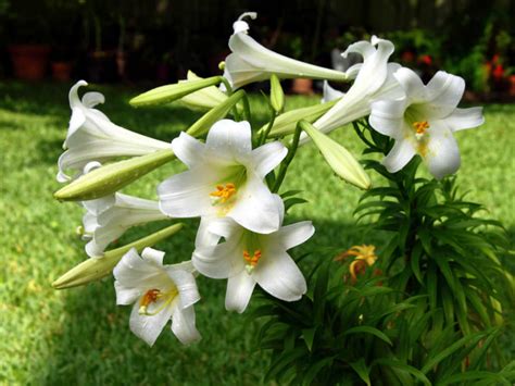 Lilium longiflorum - Easter Lily | World of Flowering Plants