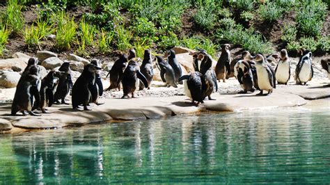 Penguin Beach | Zoological Society of London (ZSL) | London zoo ...