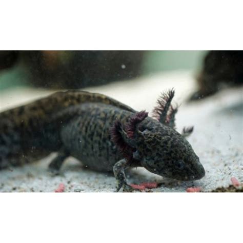 Black Axolotl Medium | Hollywood Fish Farm Online