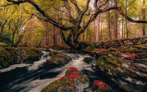 Tollymore Forest Park, Northern Ireland, autumn, trees, leaves, creek HD wallpaper | Pxfuel