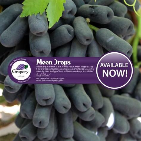 Moon Drop Grape Plants - Plants BC