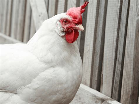 11 Best Meat Chicken Breeds for Your Homestead