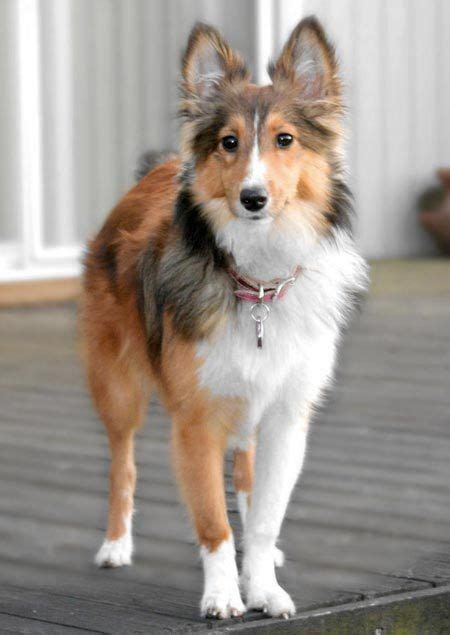 Sheltie Mix Puppies