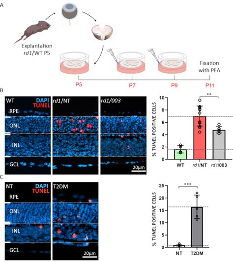 Long-Term, Serum-Free Cultivation of Organotypic Mouse Retina Explants ...