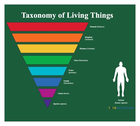 Human Taxonomy