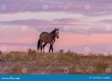 Wild Horse in a Beautiful Sunset Stock Image - Image of nature, animal: 117512465