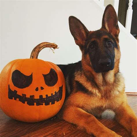 Happy Halloween | Cute german shepherds, German shepherd dogs, Shepherd dog