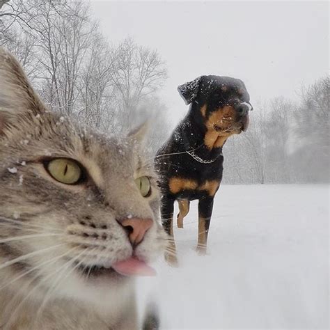 a cat and dog in the snow with one looking at the camera while another ...