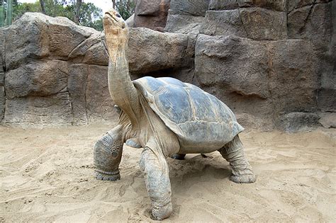 Galapagos Tortoise Facts, Habitat, Diet, Life Span, Pictures