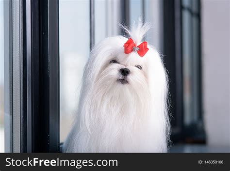 54+ Dog breeds face Free Stock Photos - StockFreeImages