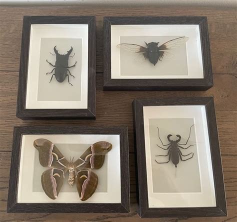 Set of framed Insects - cicada atlas butterfly. Whiptail - Catawiki