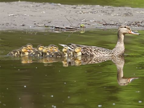 Ecobirder: All in the Family