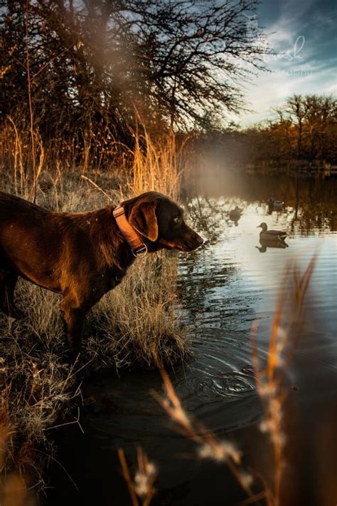 Labs Hunting, Duck Hunting Dogs, Hunting Dog Names, Hunting Life, Bird Hunting, Hunting Stuff ...