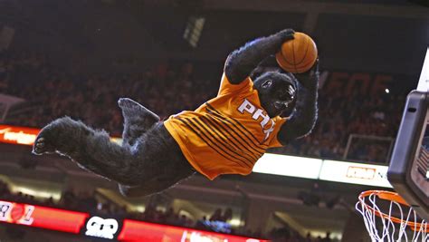 WATCH: Phoenix Suns Gorilla dives to Internet fame