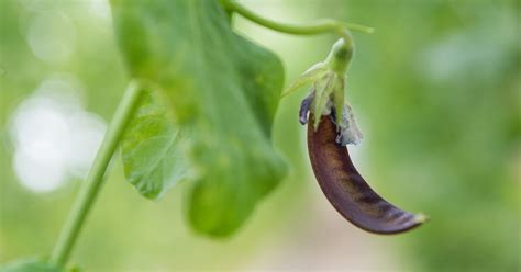 Speckled snow peas: crinkled, wrinkled; red and gold mottling | The Chef's Garden