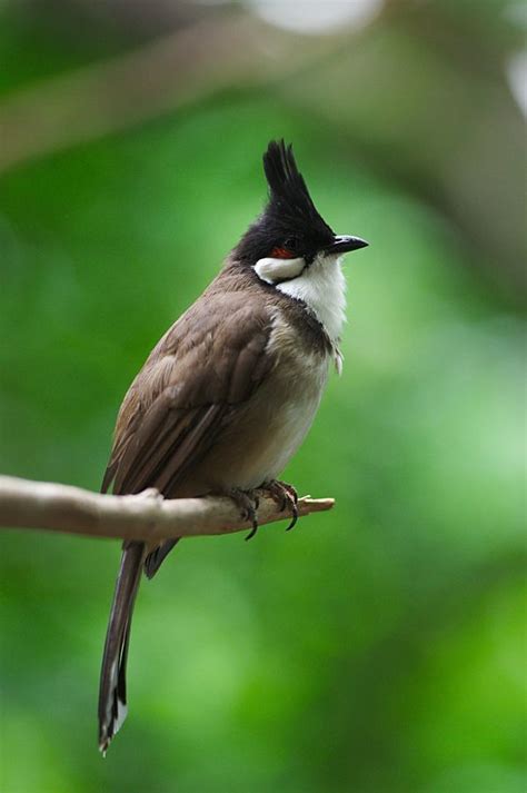 500px / Photo "Bulbul" by Eric Leblond | Pet birds, Beautiful birds, Animals beautiful