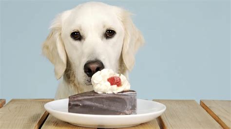 DOG EATING CAKE : r/rarepuppers