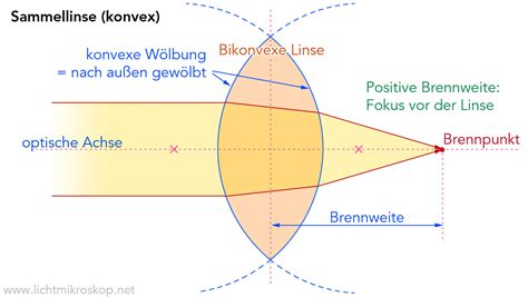 [Get 29+] Mikroskop Skizze Beschriftung