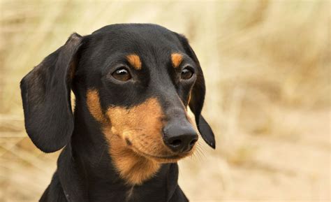 Dachshund - My Doggy Rocks