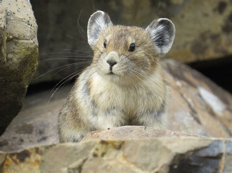 Adorable American Pika Is Fast Disappearing, And We're Doing Nothing To Stop It | HuffPost