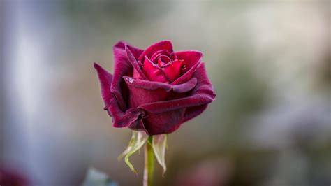 17 Unusual Roses For Unique Garden Appeal