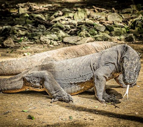 How Big Do Komodo Dragons Get? - Earthpedia - Earth.com