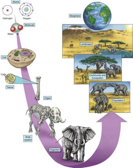 Bio 220- Fundamentals of Ecology