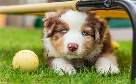 Download wallpapers Puppy, Australian Shepherd, dog, cute animals, Blue eyes for desktop free ...