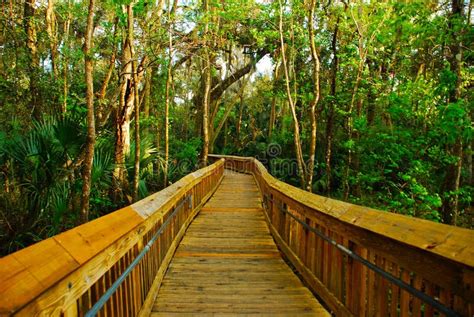 Woods Trail for Hiking in Blue Springs State Park in Florida Near Florida Springs Stock Photo ...