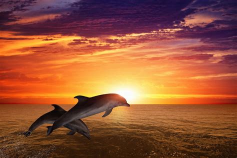 The Dolphin Spirit Animal | Meanings