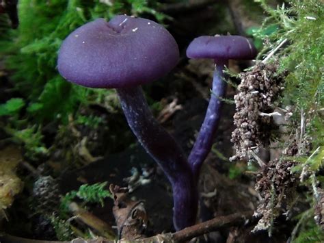 Amethyst Deceiver