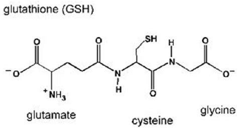 structure of glutathione | Download Scientific Diagram