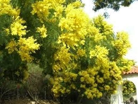 Acacia fimbriata buy online | Brisbane wattle | Shrub | Tubestock