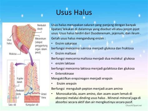 Enzim Di Usus Halus - Berbagi Informasi