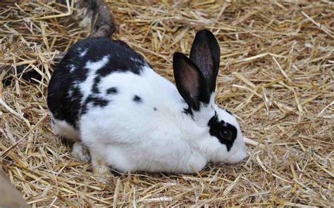 Rabbit Feed Chart and Weight Chart | Agri Farming