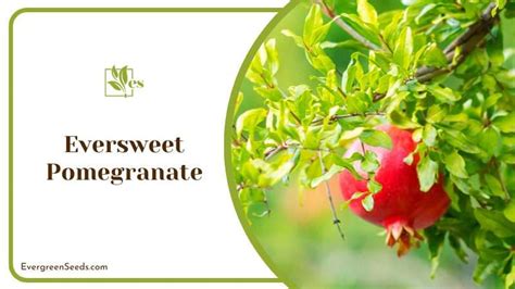 7 Types of Pomegranate Trees to Plant in Your Garden