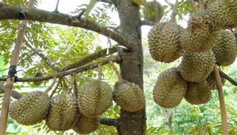 Panduan Lengkap Cara Menanam Budidaya Durian Bawor Agar Cepat Berbuah