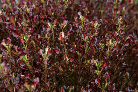 Coprosma repens 'Pacific Sunset' - BBC Gardeners World Magazine