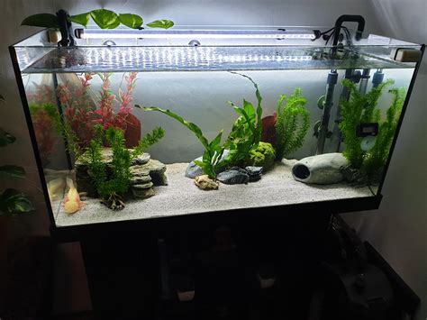 My 40 gallon Axolotl tank (2 axolotls in it) : r/Aquariums