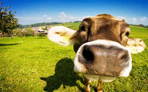 Cow Closeup Face Funny Picture | Cow wallpaper, Cows funny, Funny cow ...