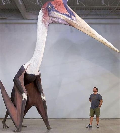 A life size replica of Quetzalcoatlus Northropi next to a 1.8 m man ...