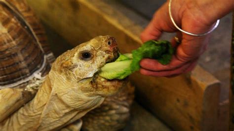 How to Feed a Land Turtle | Pet Turtles - YouTube