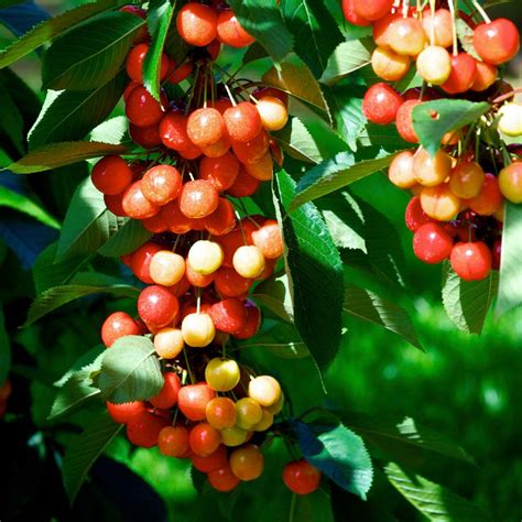 Rainier Cherry Trees for Sale – FastGrowingTrees.com