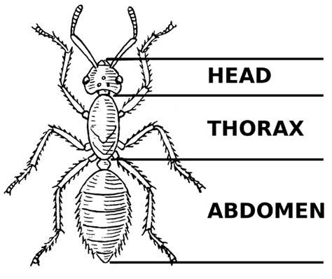 Learn About Ants and Ant Colonies for Kids With This Fun Story | Insect body parts, Ants, Insects