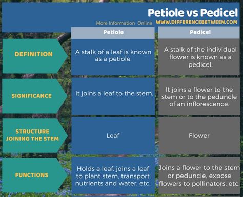 Difference Between Petiole and Pedicel | Compare the Difference Between ...