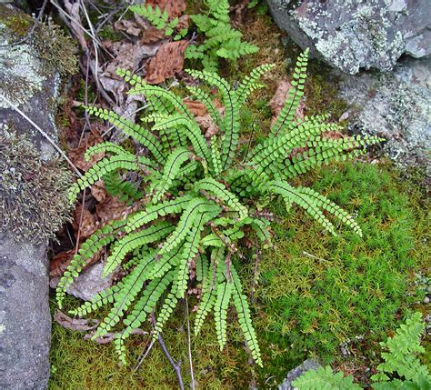 Asplenium trichomanes (maidenhair spleenwort): Go Botany